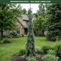 Wells Weeper White Spruce (Picea glauca) — Lakeville, MN