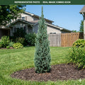 Wellspire Black Spruce (Picea mariana) — Maplewood, MN