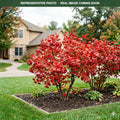 Wentworth Viburnum (Viburnum trilobum) — Bloomington, MN