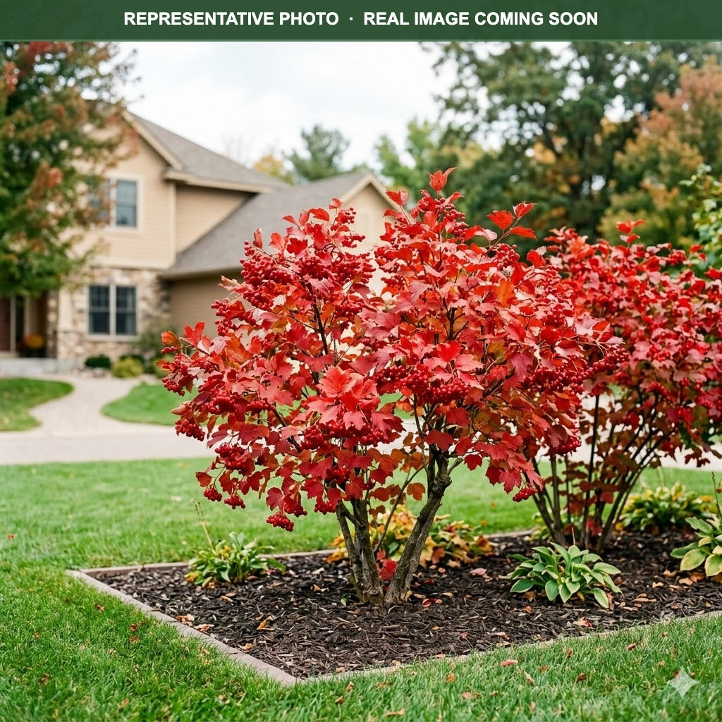 Wentworth Viburnum (Viburnum trilobum) — Bloomington, MN