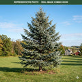 White Fir Concolor Fir (Abies concolor) — Wayzata, MN