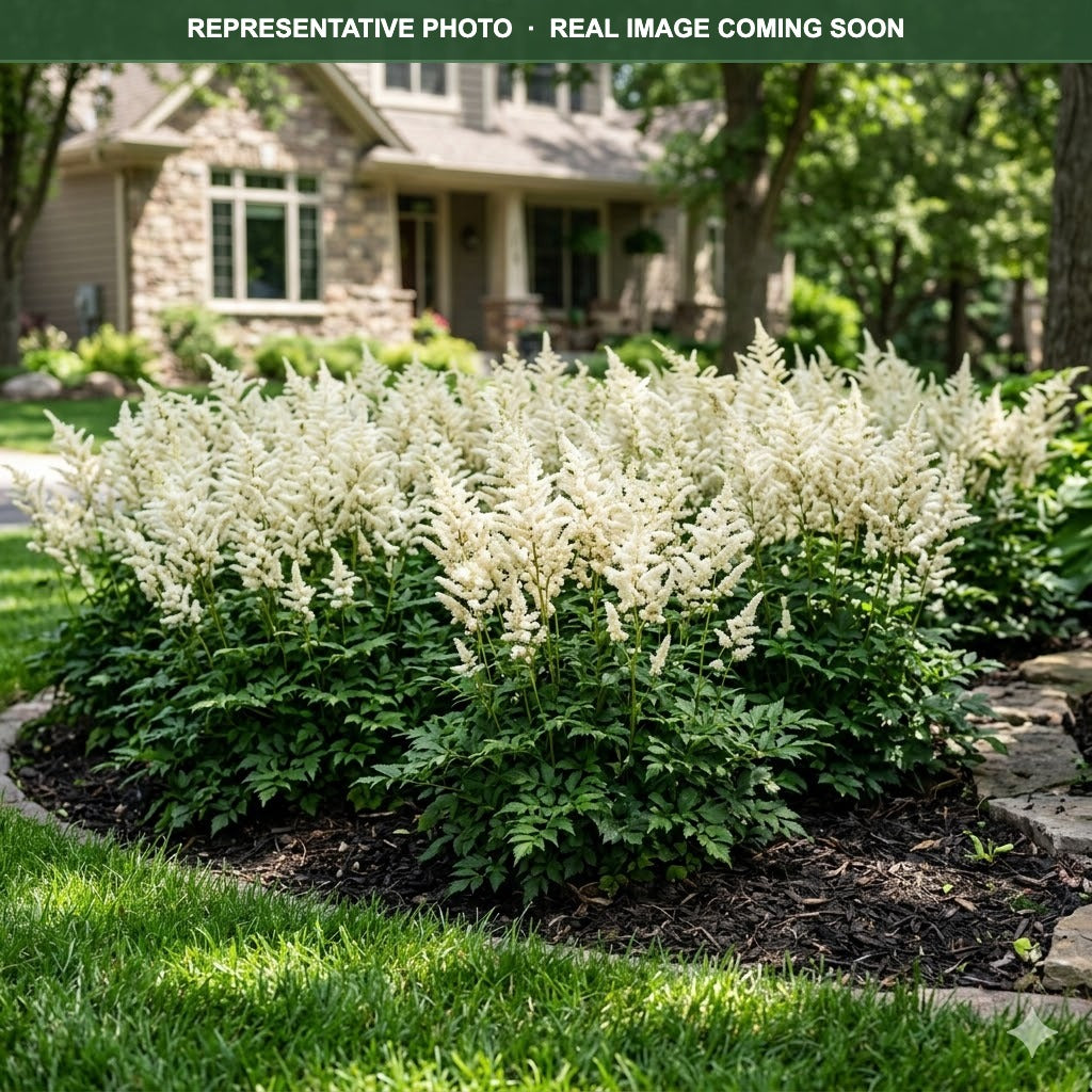 White Gloria Astilbe (Astilbe) — Edina, MN