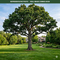 White Oak (Quercus alba) — Chanhassen, MN
