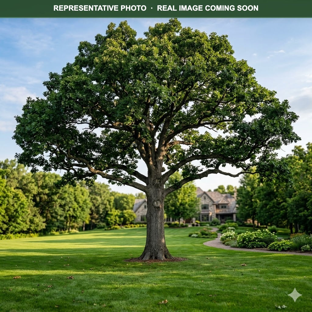 White Oak (Quercus alba) — Chanhassen, MN