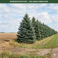 White Spruce (Picea glauca) — Minneapolis, MN