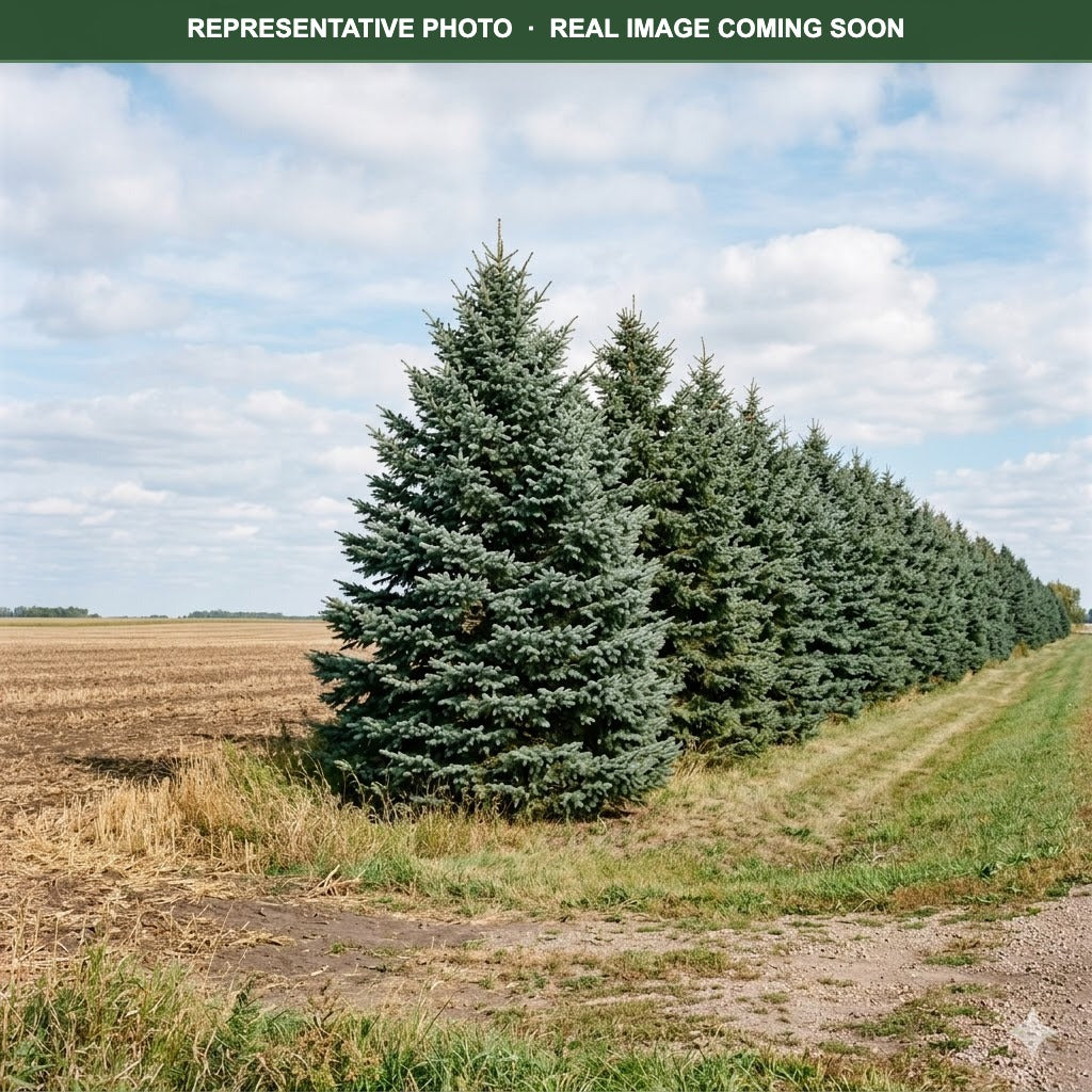 White Spruce (Picea glauca) — Minneapolis, MN