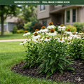 White Swan Coneflower (Echinacea purpurea) — Minnetonka, MN