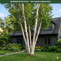 Whitespire Birch (Betula populifolia) — St. Paul, MN