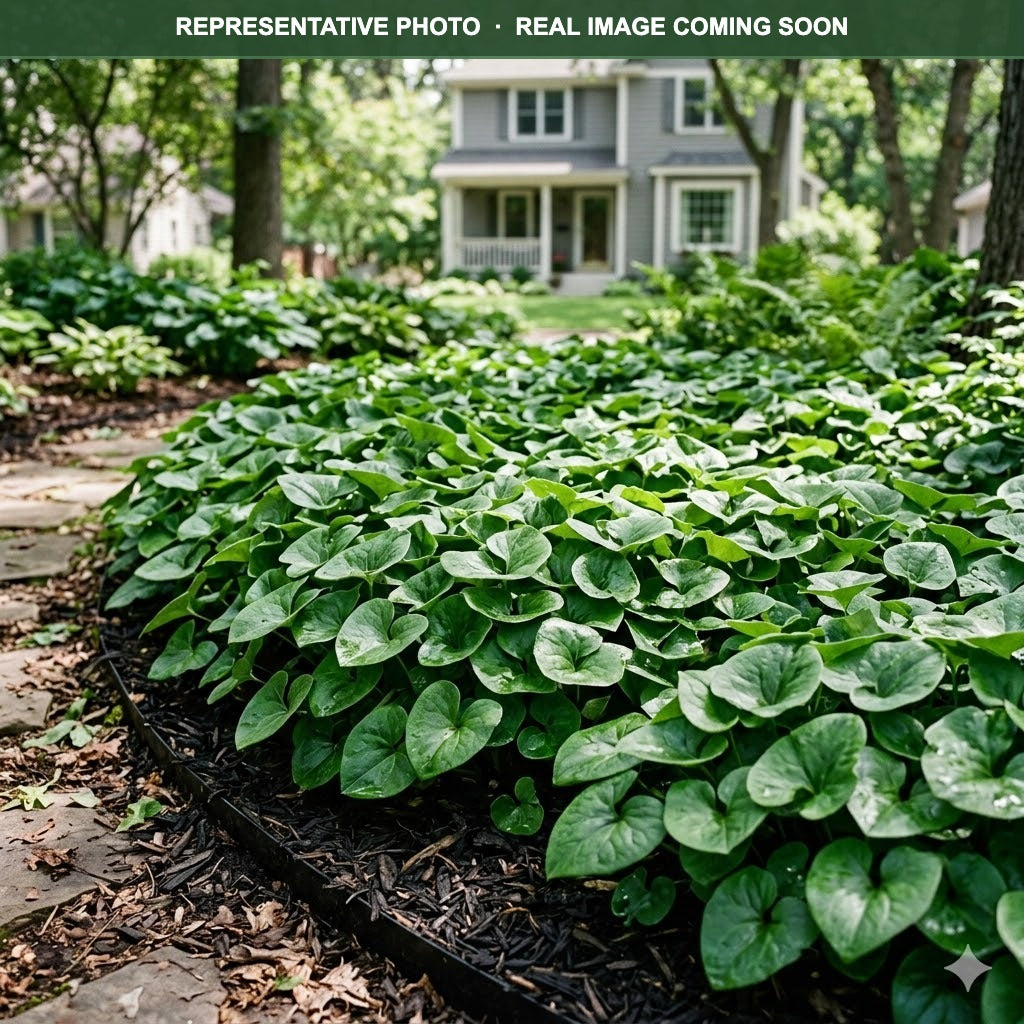 Wild Ginger (Asarum canadense) — Lakeville, MN