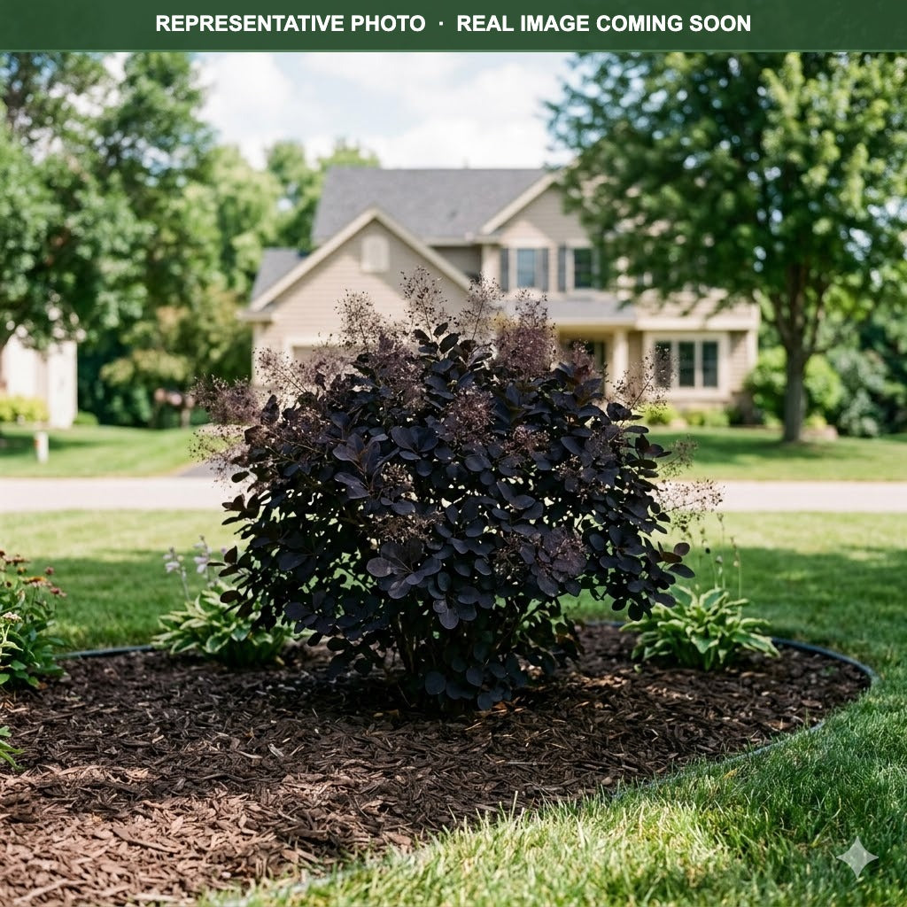 Winecraft Black Smokebush (Cotinus coggygria) — Lakeville, MN