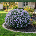Wood's Blue Aster (Symphyotrichum) — Eden Prairie, MN