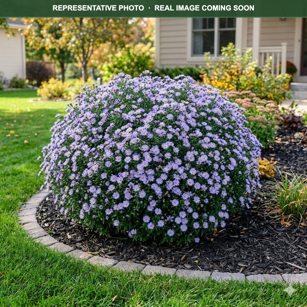 Wood's Blue Aster (Symphyotrichum) — Eden Prairie, MN
