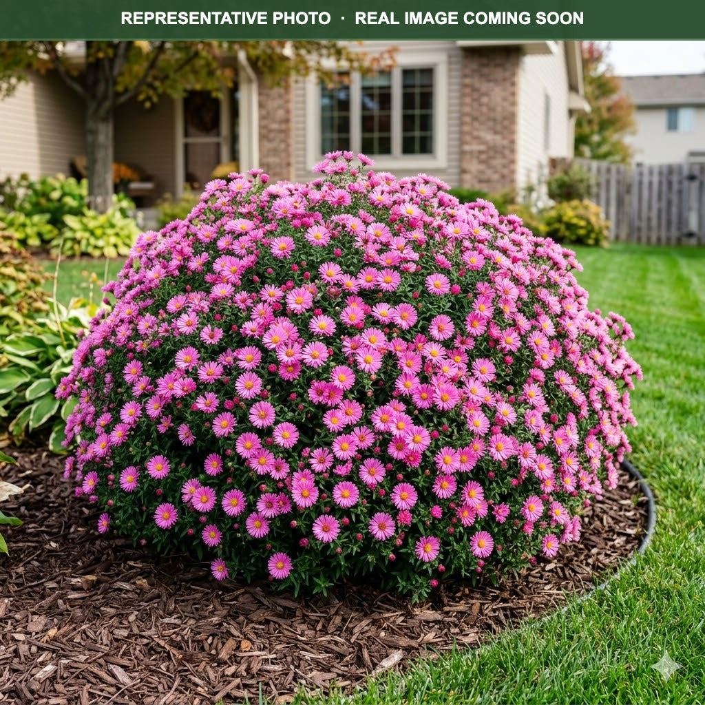 Wood's Pink Aster (Symphyotrichum) — Plymouth, MN