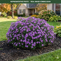 Wood's Purple Aster (Symphyotrichum) — Maple Grove, MN