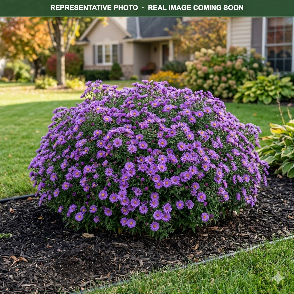 Wood's Purple Aster (Symphyotrichum) — Maple Grove, MN