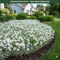 Yo Yo Snow-in-Summer (Cerastium tomentosum) — Maplewood, MN