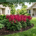 Younique Carmine Astilbe (Astilbe) — Bloomington, MN