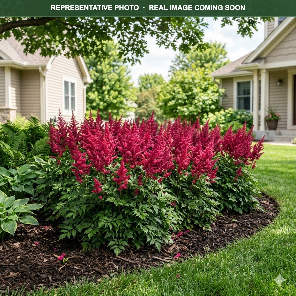 Younique Carmine Astilbe (Astilbe) — Bloomington, MN