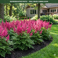 Younique Cerise Astilbe (Astilbe) — Shoreview, MN