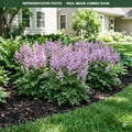 Younique Lilac Astilbe (Astilbe) — Burnsville, MN