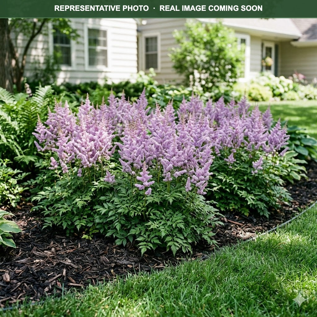 Younique Lilac Astilbe (Astilbe) — Burnsville, MN