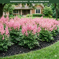 Younique Pink Astilbe (Astilbe) — Lakeville, MN