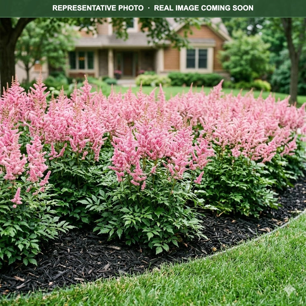 Younique Pink Astilbe (Astilbe) — Lakeville, MN