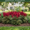 Younique Ruby Red Astilbe (Astilbe) — Maplewood, MN