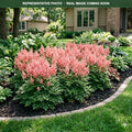 Younique Salmon Astilbe (Astilbe) — Wayzata, MN