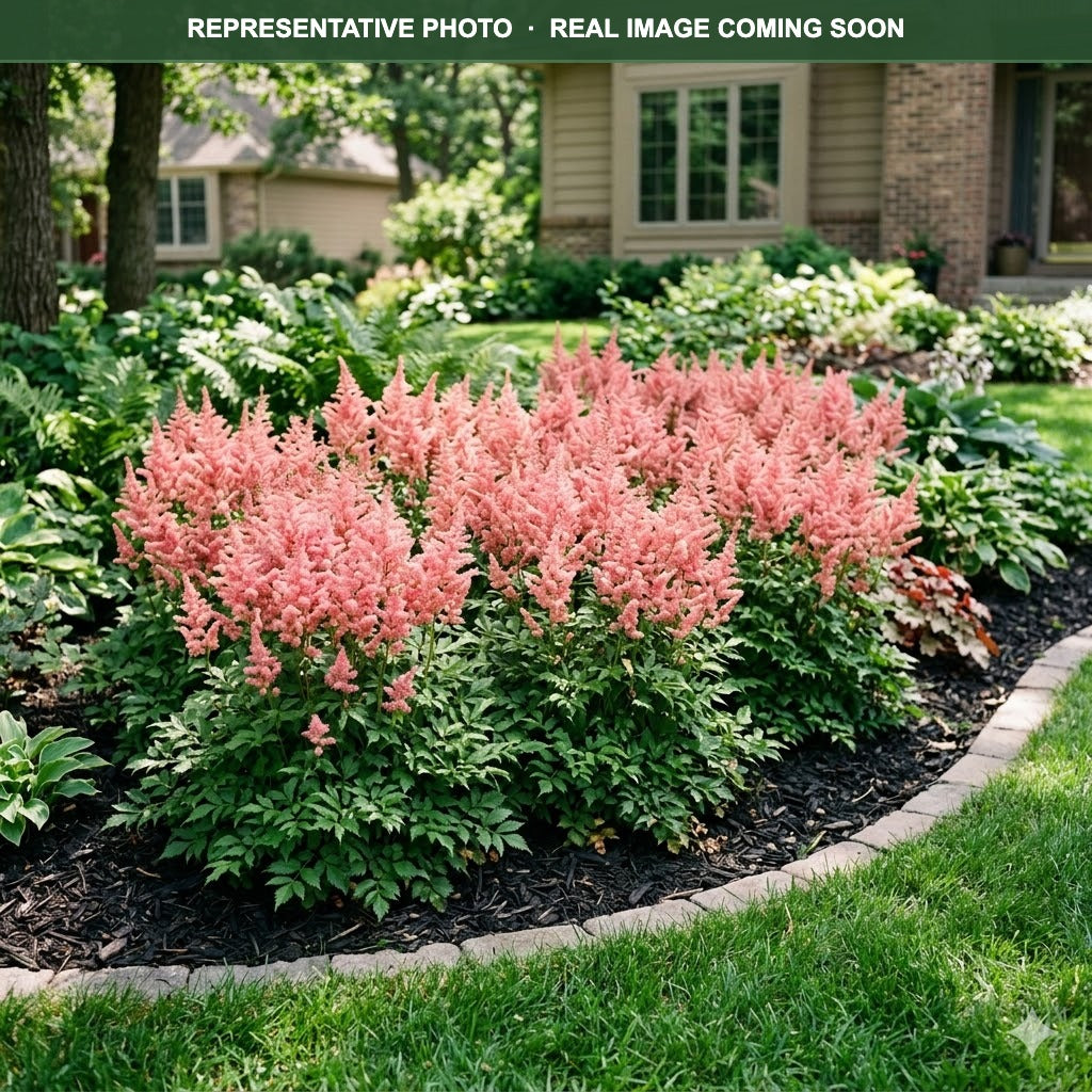 Younique Salmon Astilbe (Astilbe) — Wayzata, MN