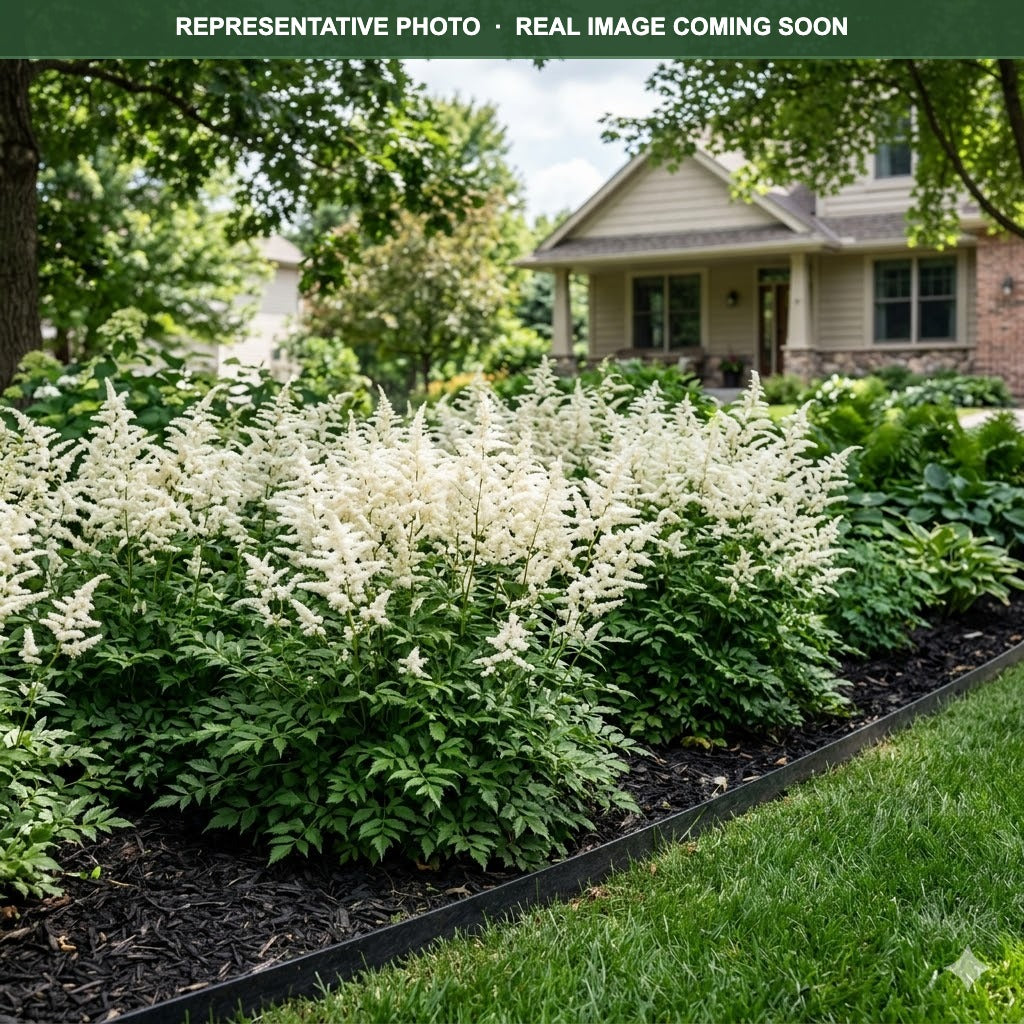 Younique White Astilbe (Astilbe) — Chanhassen, MN