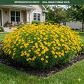 Zagreb Coreopsis (Coreopsis verticillata) — Minneapolis, MN